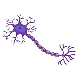 Neuron illustration PNG Design