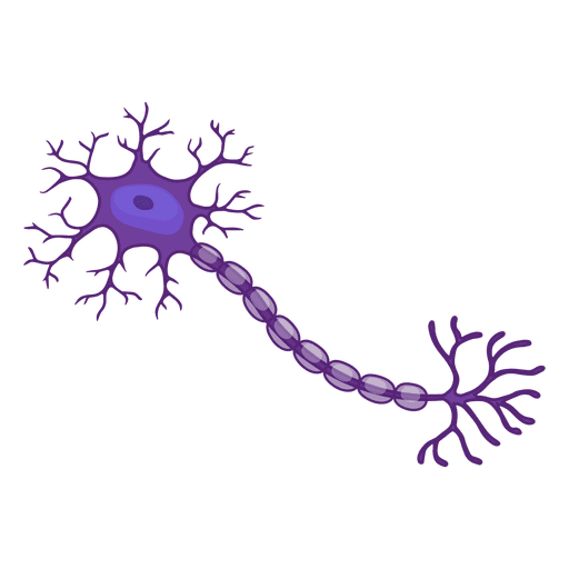 Ilustración de la neurona Diseño PNG