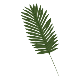 Ilustração em folha de palmeira Desenho PNG Transparent PNG