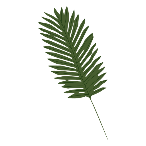 Palm leaf illustration PNG Design