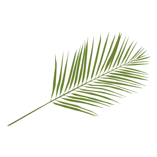 Phoenix palm leaf illustration