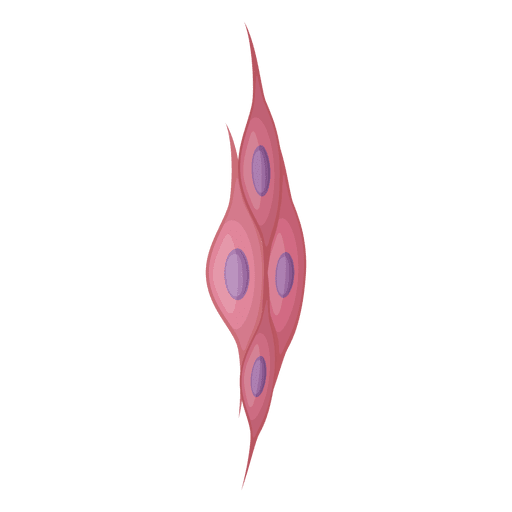 Illustration der glatten Muskelzellen PNG-Design