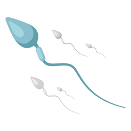 Ilustração do espermatozóide Transparent PNG