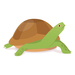 Turtle illustration Transparent PNG