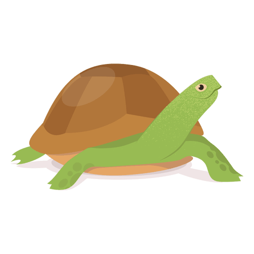 Turtle illustration