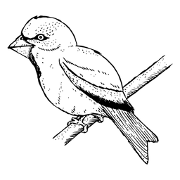 Bird sketch PNG Design