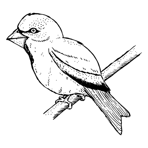 Desenho de pássaro Desenho PNG