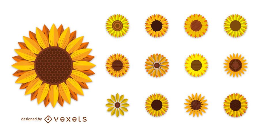 Set of sunflower illustrations Set of sunflower illustrations