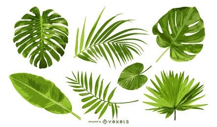 Conjunto de folhas de palmeira isoladas