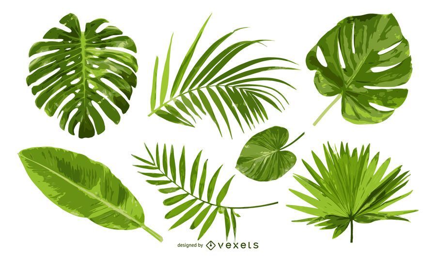 Isolated palm tree leaves set Isolated palm tree leaves set