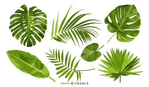 Palm Leaves