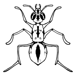 Ant stroke PNG Design