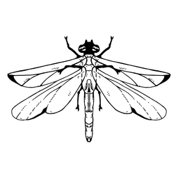 Golpe de libélula Diseño PNG