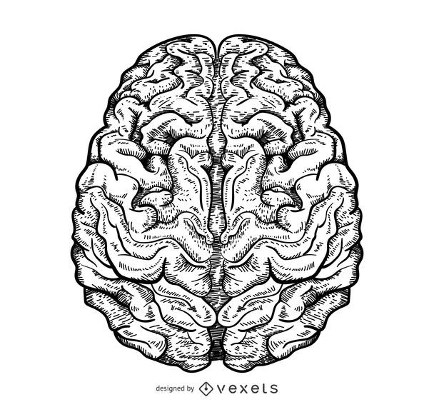 Ilustración De Cerebro Aislado Descargar Vector