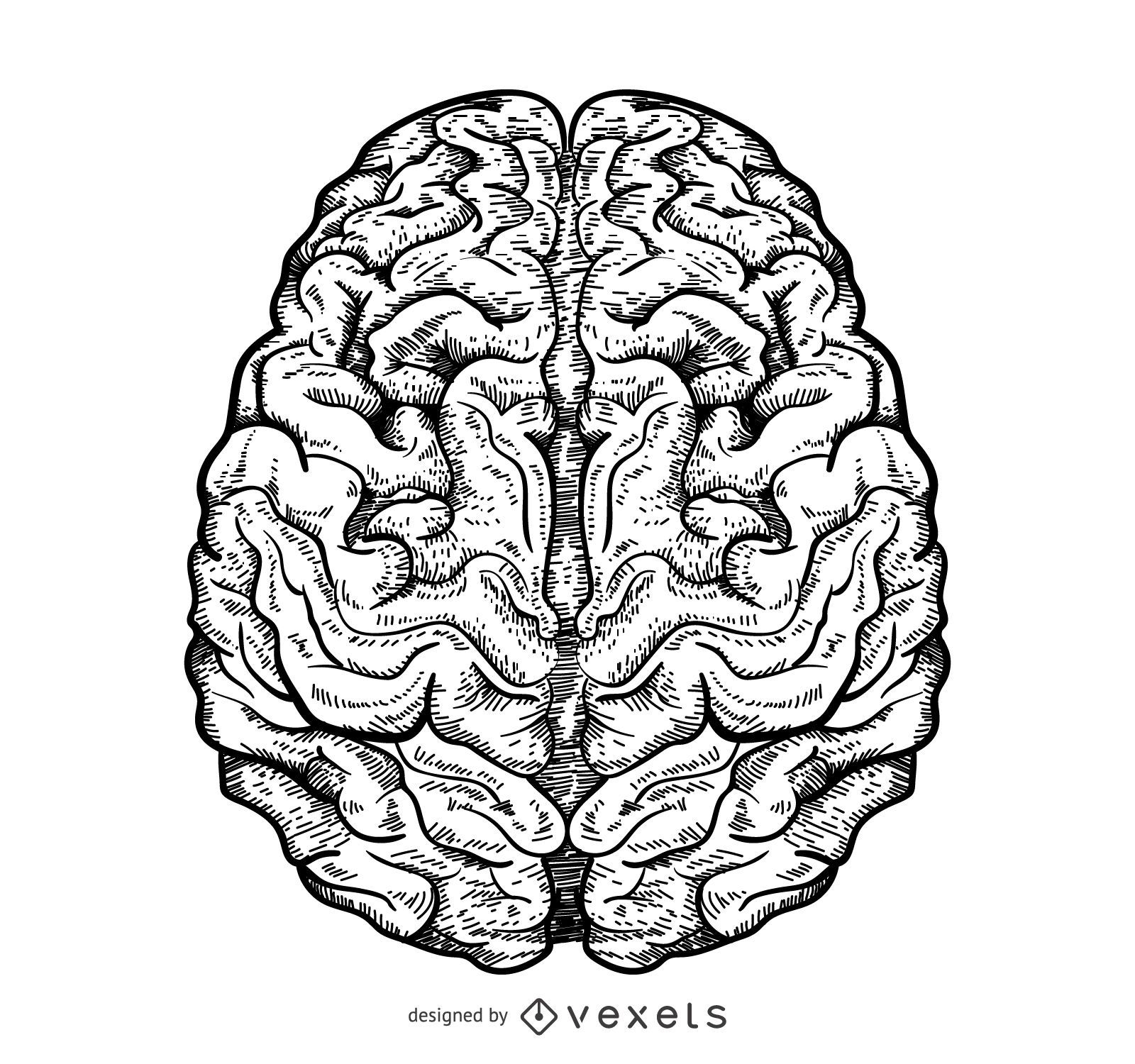 Ilustración de cerebro aislado