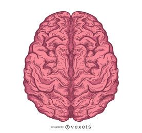 Projeto cerebral ilustrado isolado