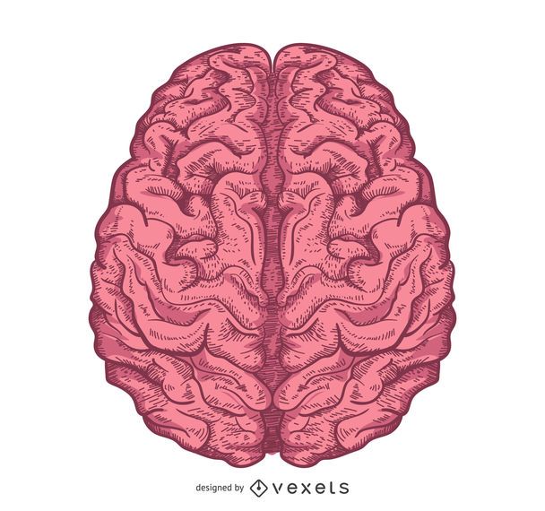 Illustrated brain design isolated Illustrated brain design isolated