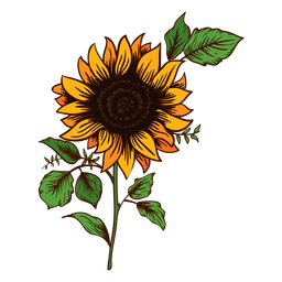 Sunflower drawing Transparent PNG