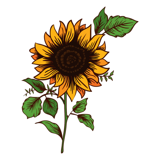 Free Free 279 Transparent Vector Sunflower Svg SVG PNG EPS DXF File