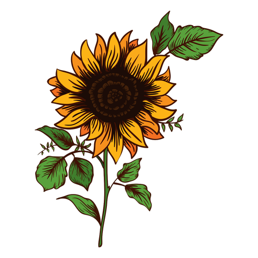 Sunflower drawing PNG Design