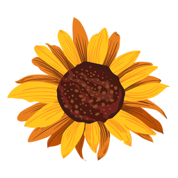 Sunflower Drawing PNG Transparent Images Free Download | Vector Files |  Pngtree