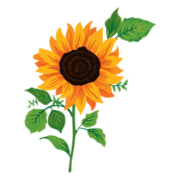 Sunflower illustration Transparent PNG