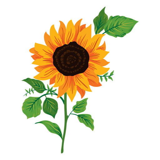Sunflower illustration PNG Design