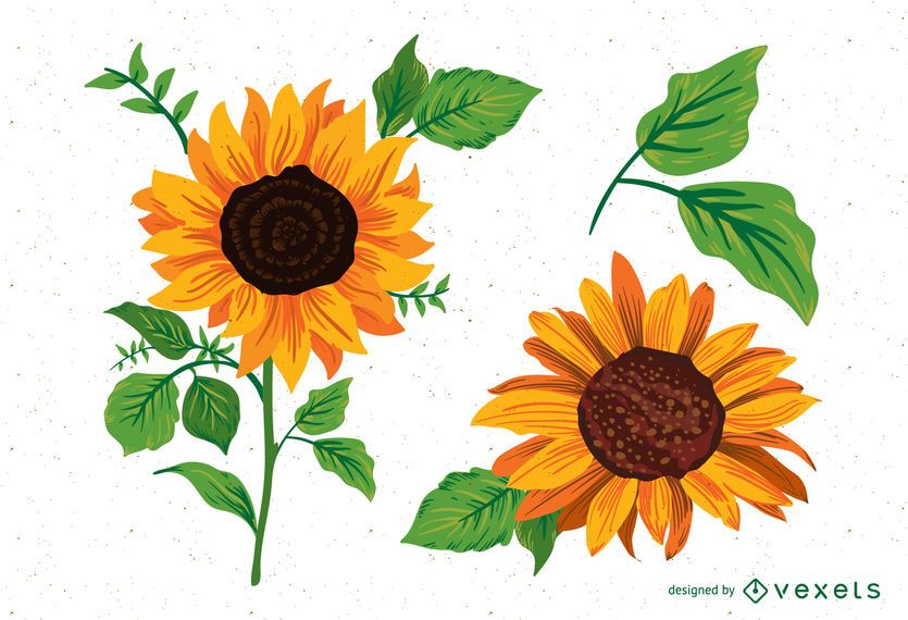 Pack de ilustraciones de girasol. Pack de ilustraciones de girasol.