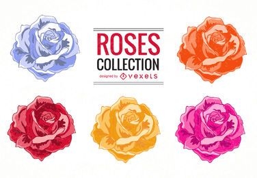 Colorful roses illustration set