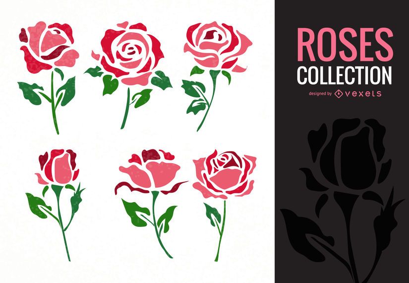 Colección de ilustración rosa Colección de ilustración rosa