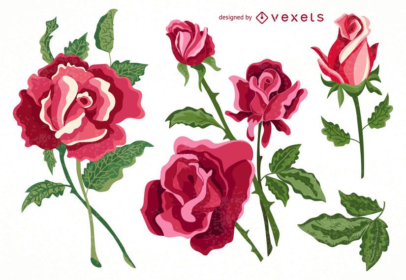 Set of isolated roses collection Set of isolated roses collection