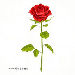 Red rose illustration Red rose illustration