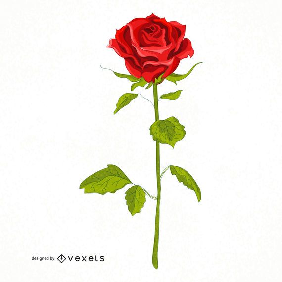 Red rose illustration Red rose illustration