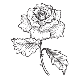 Icono de esbozo de flor color de rosa Diseño PNG