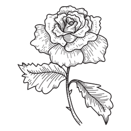 Rose Flower Sketch Icon Transparent Png Svg Vector File