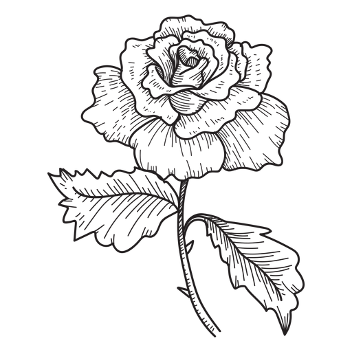 Download Rose flower sketch icon - Transparent PNG & SVG vector file