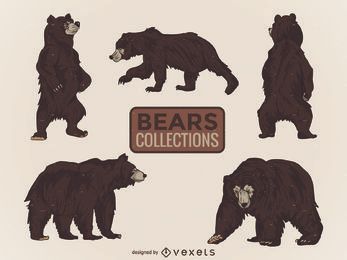 Coleção ilustrada de ursos selvagens