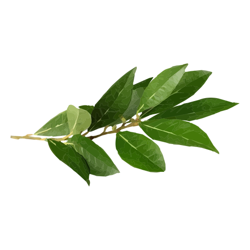 Bay leaf herb illustration PNG Design