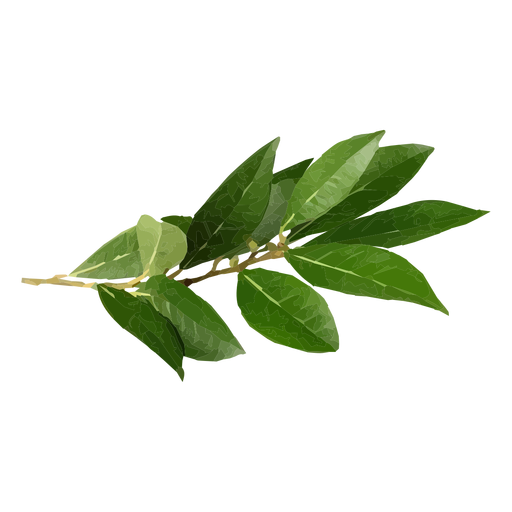 Ilustraci?n de hierba de hoja de laurel Diseño PNG