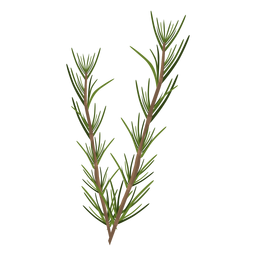Hojas de hierba de romero Diseño PNG