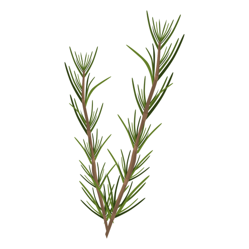 Rosemary herb leaves - Transparent PNG & SVG vector file