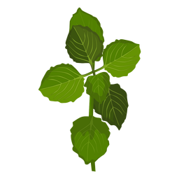 Schisandra deja ilustración Diseño PNG