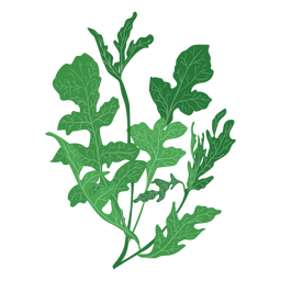 Ilustración de hierba de rúcula rúcula Diseño PNG
