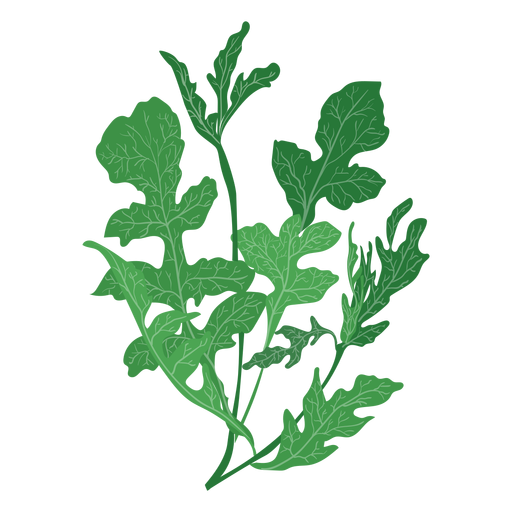 Arugula rucola herb illustration Transparent PNG & SVG vector file