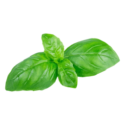Basil herb illustration PNG Design