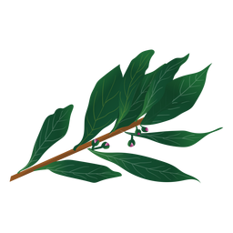 Bay laurel herb illustration PNG Design