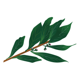 Ilustración de hierba de laurel de bahía Diseño PNG