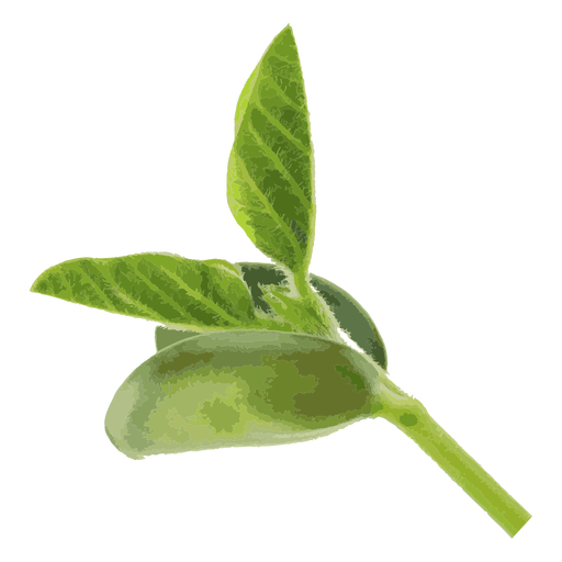 Bean seedling herb illustration PNG Design