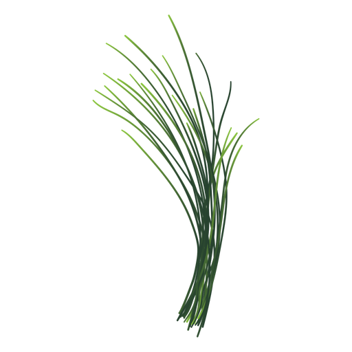 Download Chives herb illustration - Transparent PNG & SVG vector file