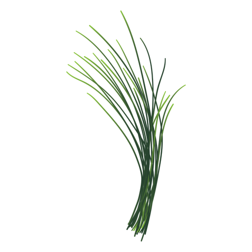 Chives herb illustration